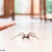 Top 10 Spider Prevention Tips You Need to Know About