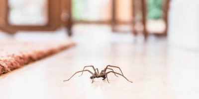 Top 10 Spider Prevention Tips You Need to Know About
