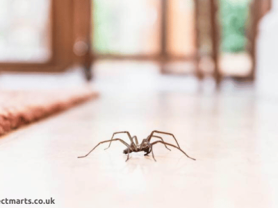 Top 10 Spider Prevention Tips You Need to Know About