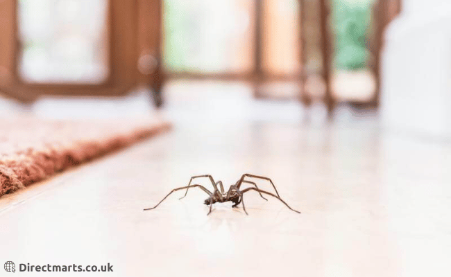 Top 10 Spider Prevention Tips You Need to Know About